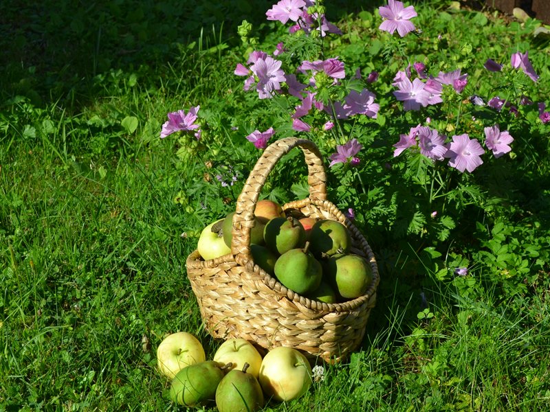 корзинка с яблоками и грушами
